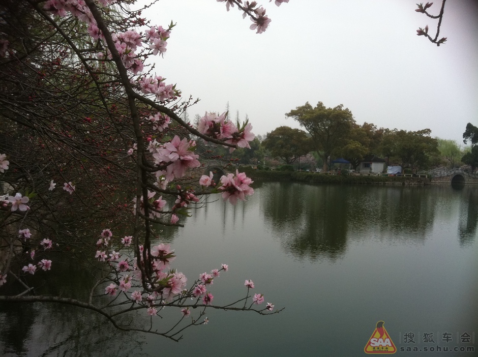 【车友生活】【红杏作品】桃红柳绿满目春(六