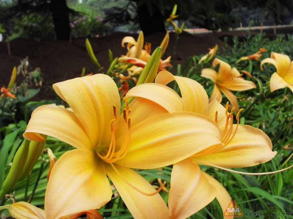 【花海徜徉】【热冰作品】金针菜 - 搜狐车会