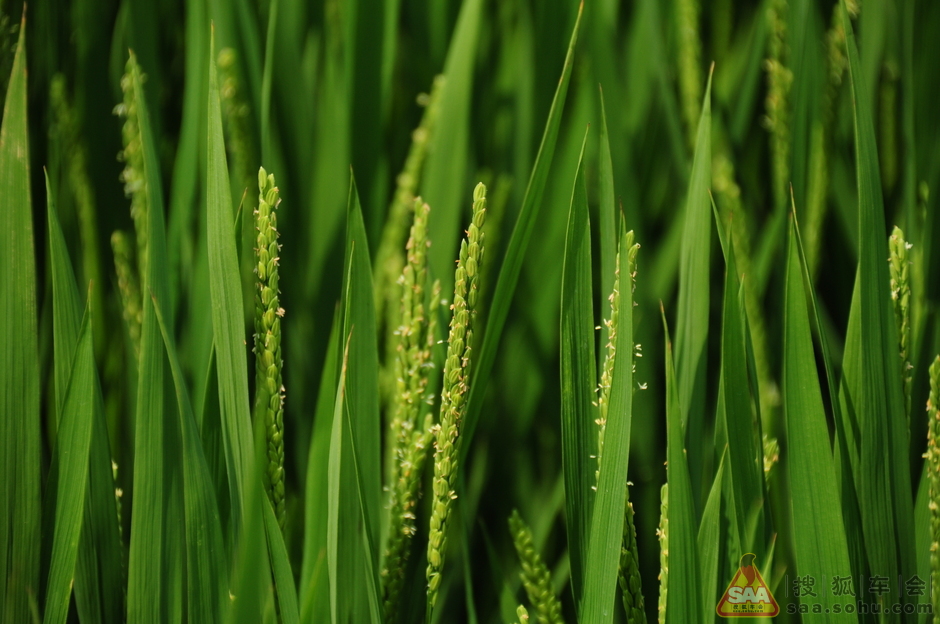 [帕盟写手] 稻花飘香- 搜狐车会