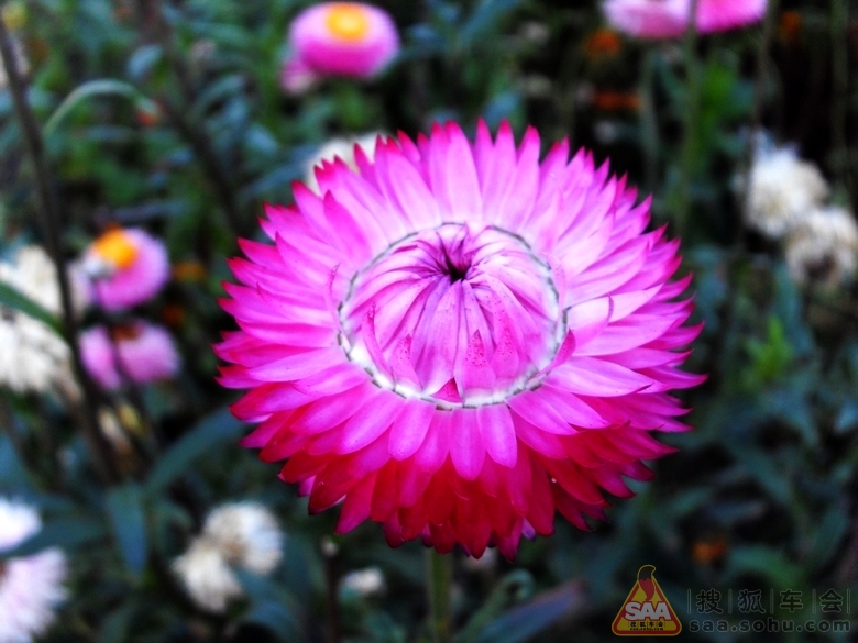 [原创]花海荡漾之《麦秆菊》_结伴出游