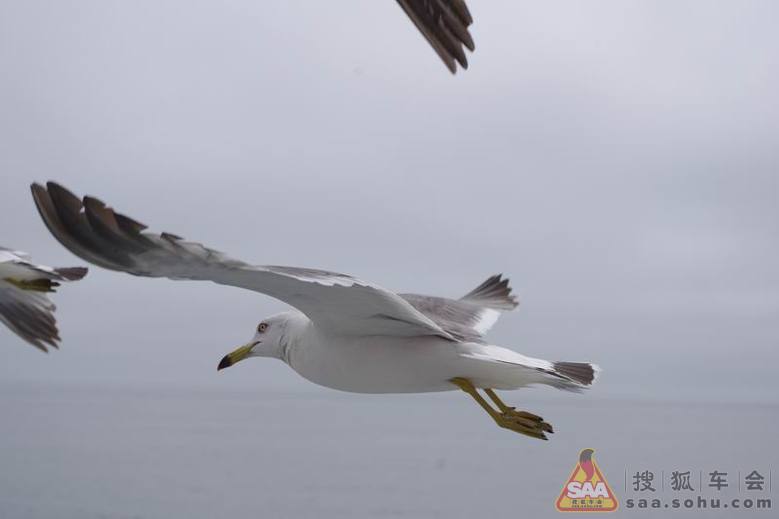 忽闻海上有仙山,山在虚无缥缈间-长岛自驾海鸥