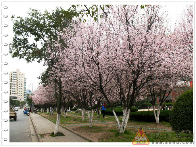 黄山市屯溪春色盎然_自驾游