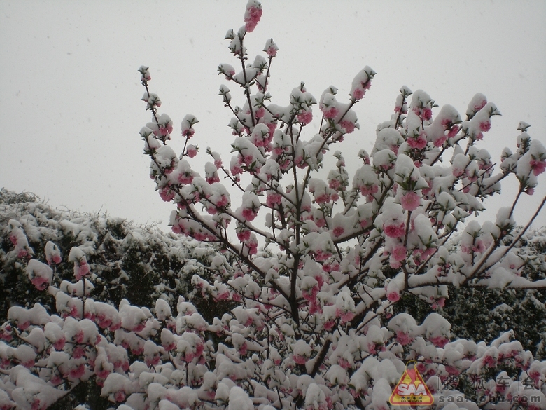 【精彩瞬间】千里白雪映红梅_山西车友会