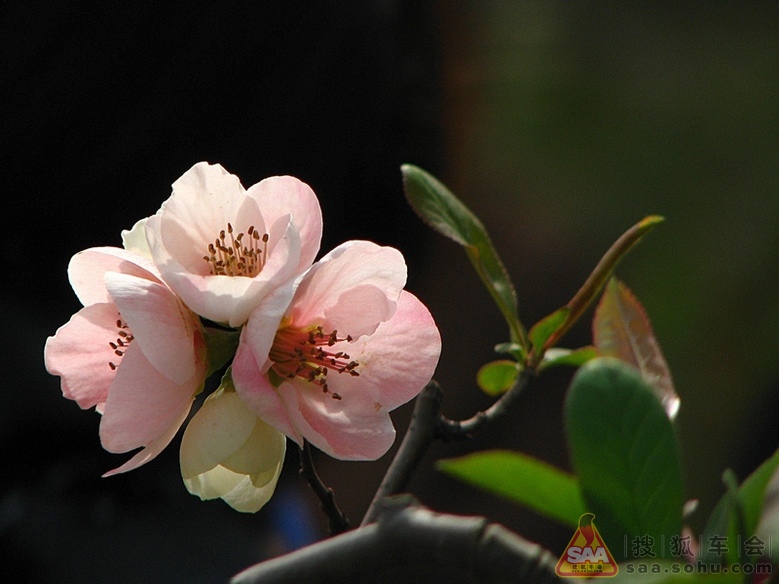Img7359807_780.jpg