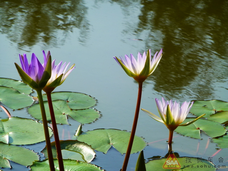 昼舒夜卷睡美人
