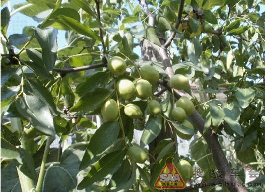 天目山自驾游 - 名爵3系车友会