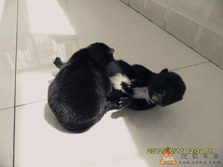 拯救小生命 - 迈腾-腾云社