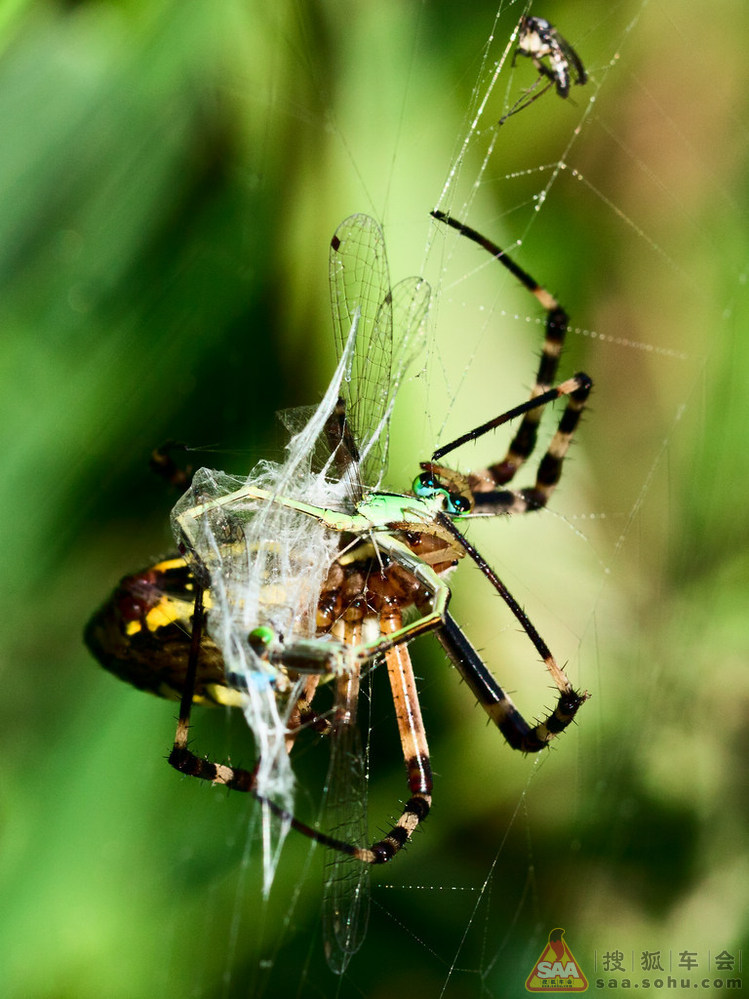 网猎王者--蜘蛛猎食全过程(微距) - 搜狐-车影会
