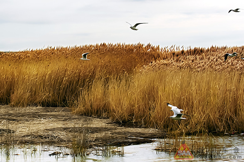 【大西北自驾游记】--内蒙额济纳居延海_北京