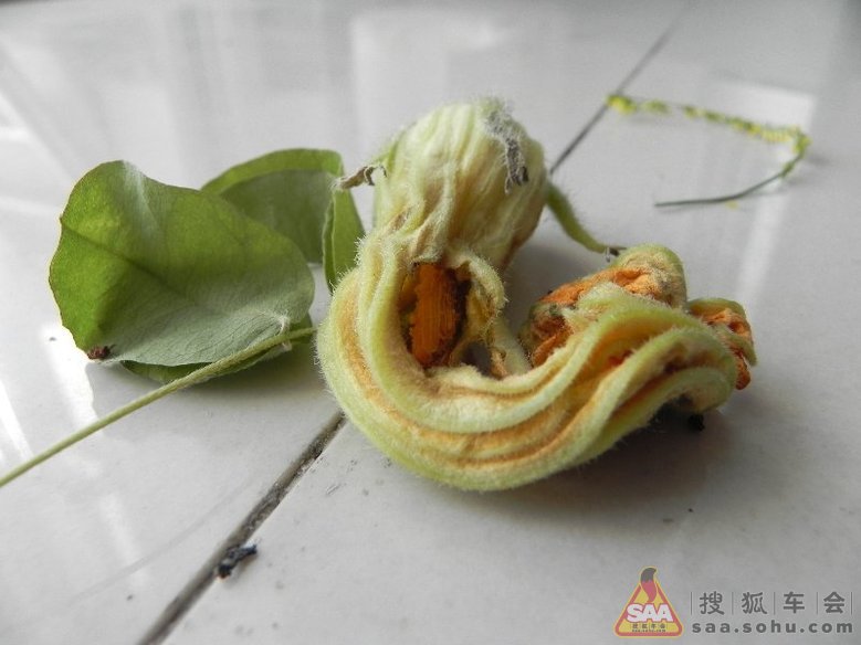 【快乐暑期】救助纺织娘_汽车与武器装备