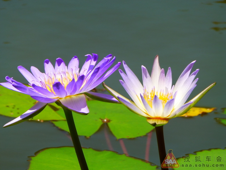 昼舒夜卷睡美人