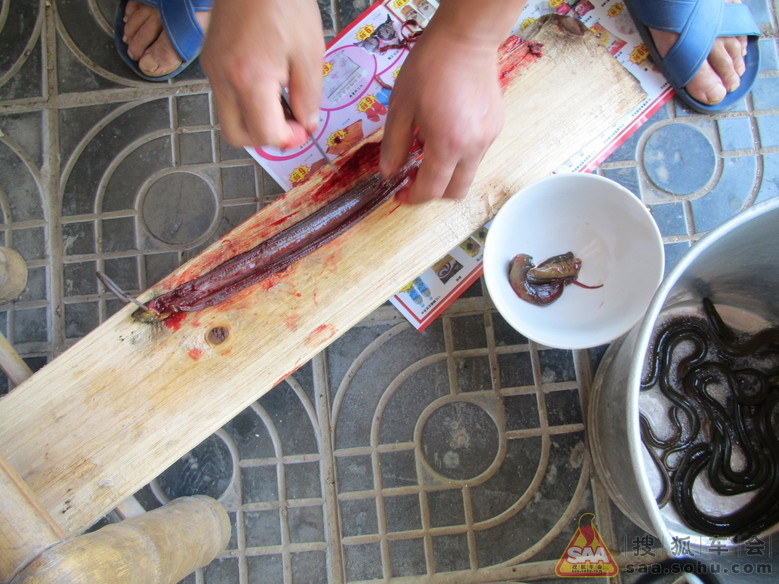 原生态:杀黄鳝(略微血腥,不适慎入)_深圳车友会