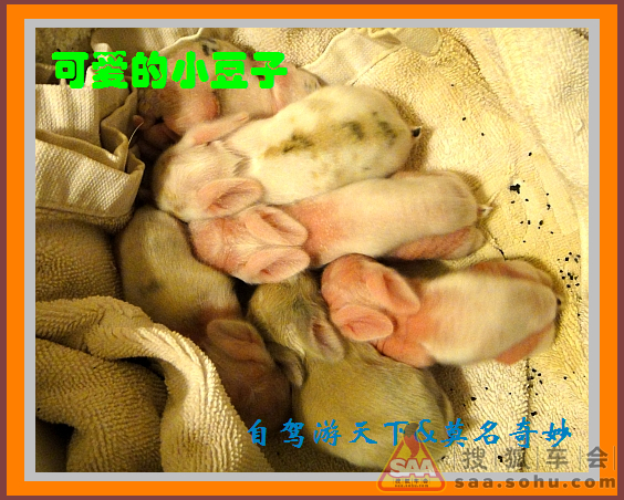 小豆子们的九天成长记 - 9421汽车联盟