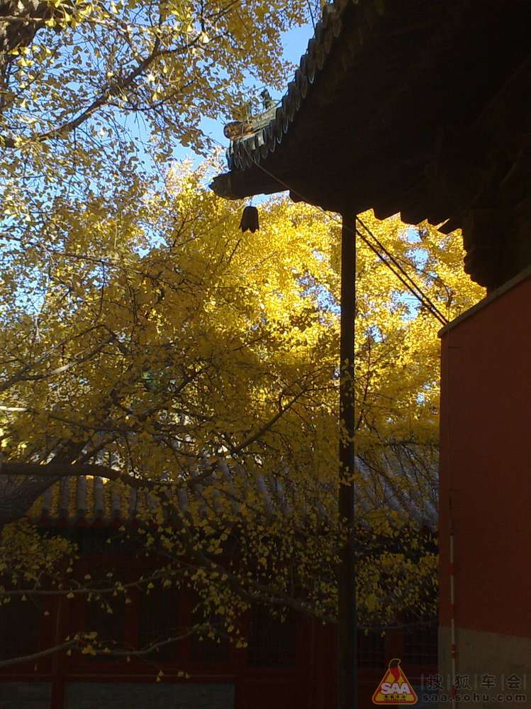 周三不收门票的大觉寺之游(手机版)_汽车60部