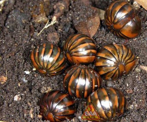 那些可以变成球的动物们_河马在行动