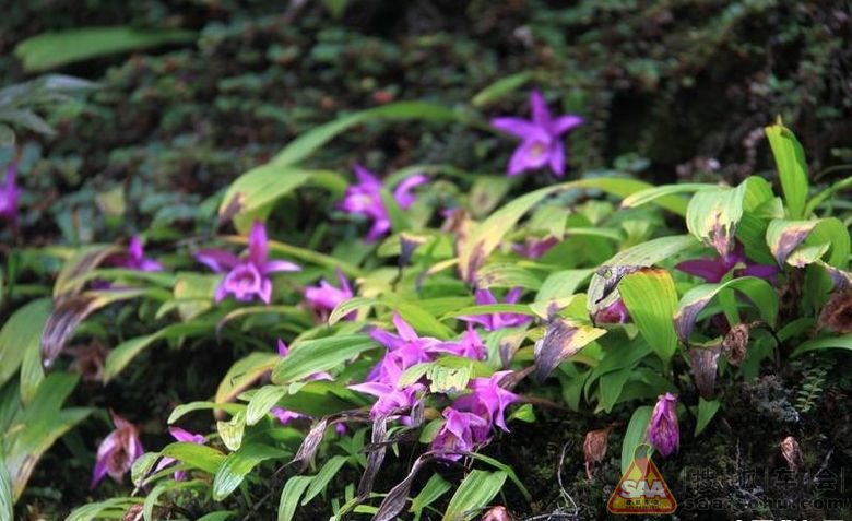 2012年6月末川藏南线+稻城亚丁+墨脱深度15