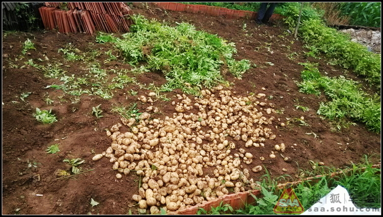 延庆农家小院_北京比亚迪S6