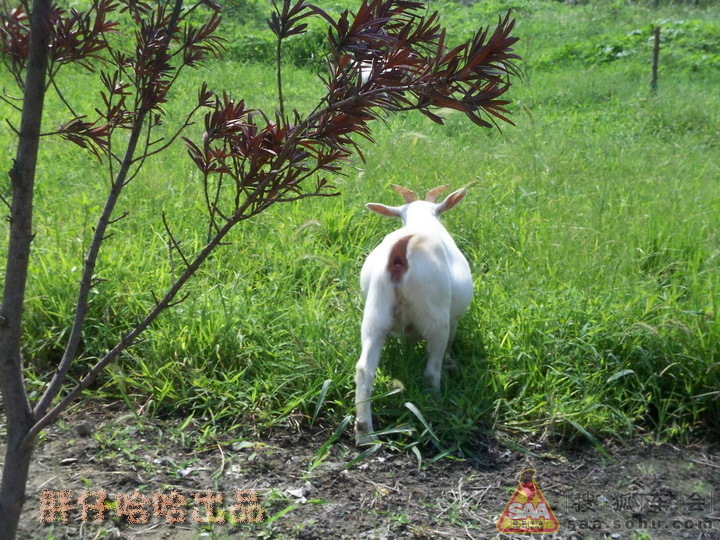 [我的假期-游记]偷菜不成就放羊