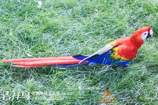 【中文名称】:绯红金刚鹦鹉 五彩金刚鹦鹉 【英文名称】:Scarlet Macaw 【拉丁学名】:Ara Macao 【命名时间】:Linnaeus, 1758 【平均寿命】:70年 人工繁殖饲养环境下可达80-100年以上 【综合概述】 绯红金刚鹦鹉产于美洲热带地区,是色彩最漂亮、体型最大的鹦鹉之一,面部无羽毛,布满了条纹,有点像京剧中的花脸脸谱,兴奋时可变为红色。尾极长,属大型攀禽。食谱由许多果实和花朵组成,食量大,有力的喙可将坚果啄开,用钝舌吸出果肉。产于美洲热带地区,在河岸的洞里筑巢。非常容易接