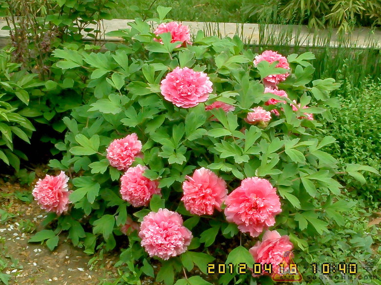 牡丹花一般有多少片花瓣 Img4150939_780.jpg