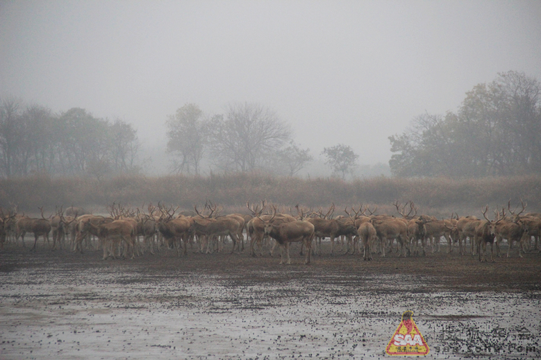 【淮车写手】秋之行--探访大丰麋鹿国家级自然