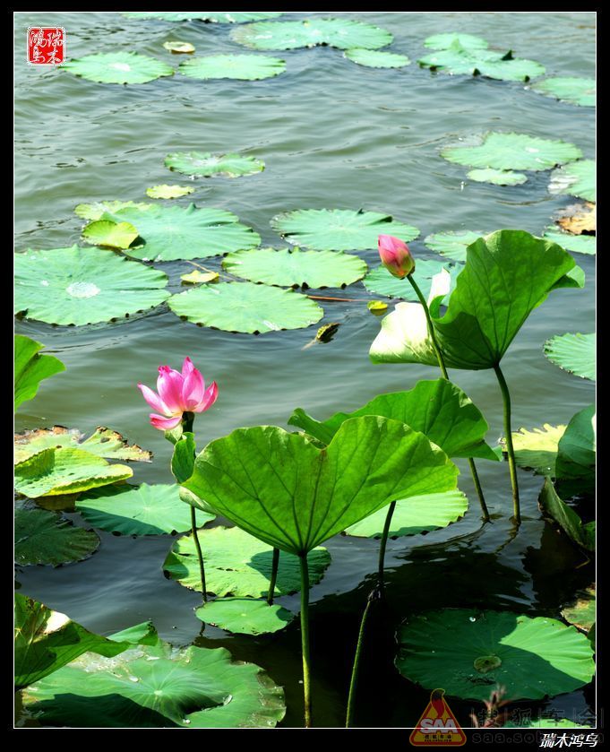 【原创摄影】魅力延庆--夏都公园_自驾游