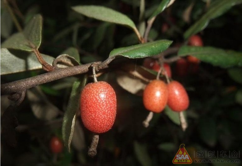 给大家分享几个上海近郊自驾游的好去处 看得