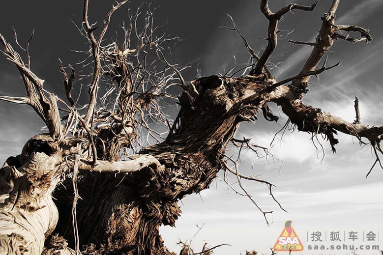 【大西北自驾游记】--内蒙额济纳怪树林_北京