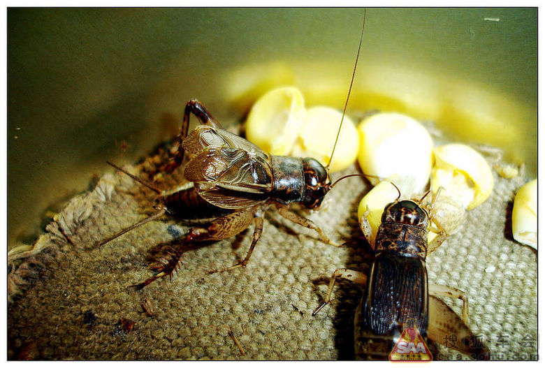 晚上蟋蟀的叫声_蟋蟀的叫声拟声词_蟋蟀的叫