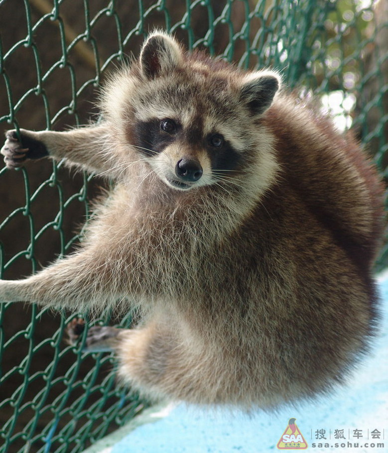 【分享0918】小熊猫不是小浣熊 - 帕萨特-帕盟