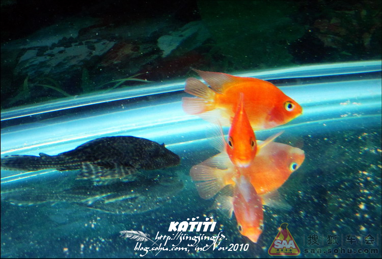 【原创】水族箱里的好斗鹦鹉 - 飞度-飞同一班