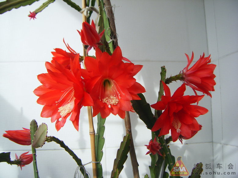 Img916451_780.JPG