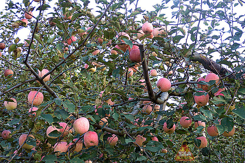 Img5587851_780.jpg
