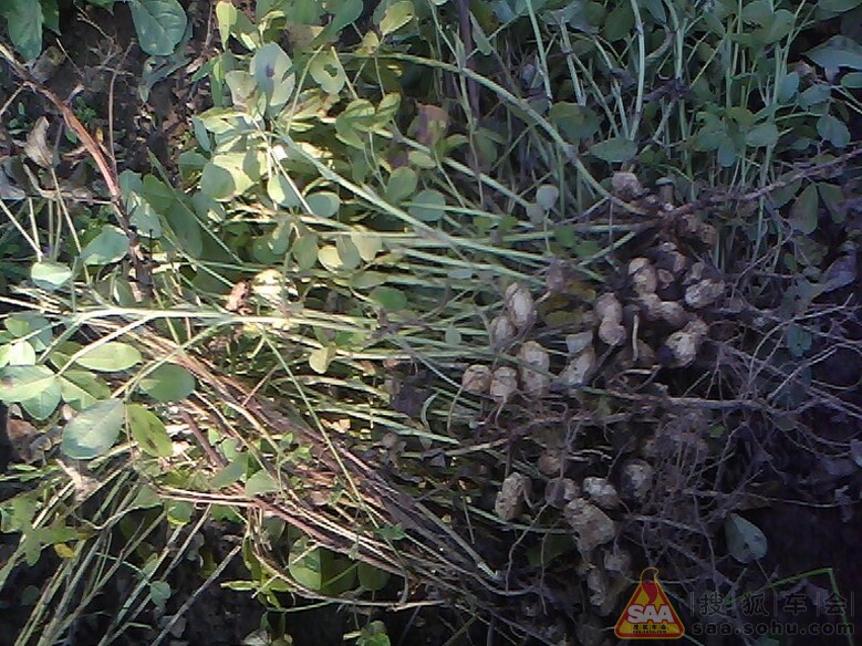 秋天的收获*(好累呀) - 福瑞迪论坛-同福客栈