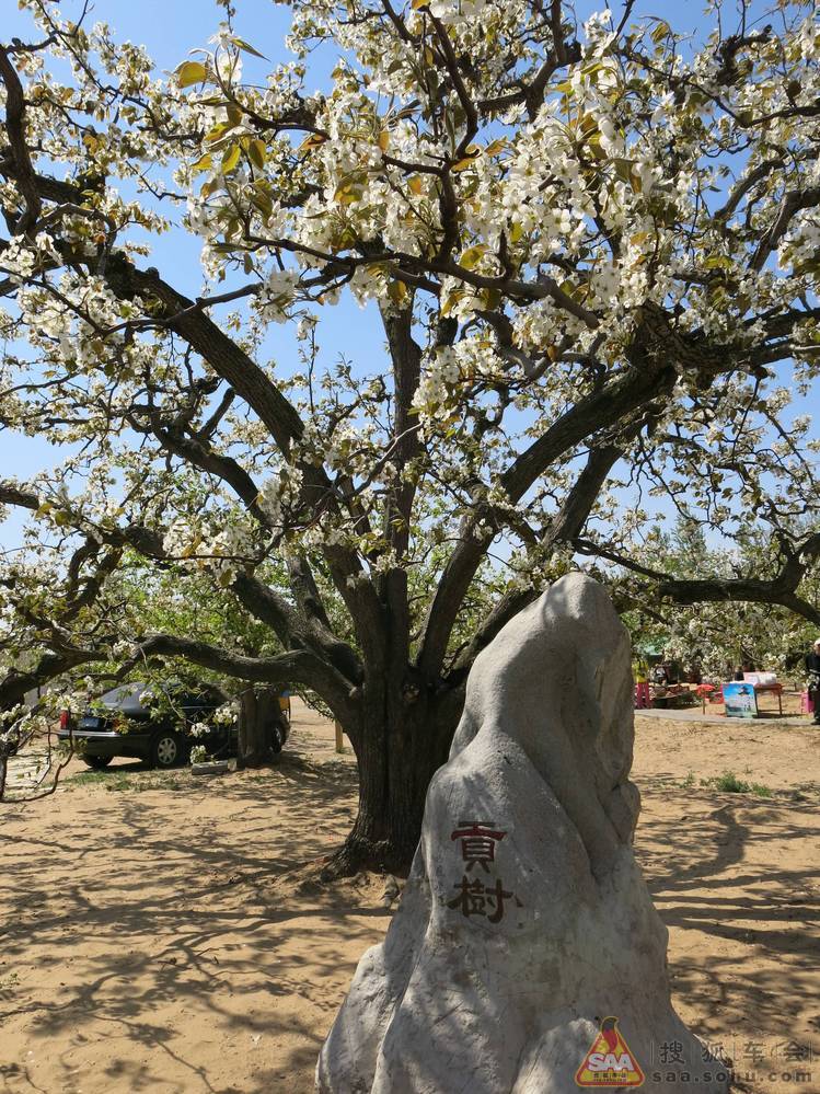 【技术帖大赛】自驾路书 大兴梨树节采风随拍