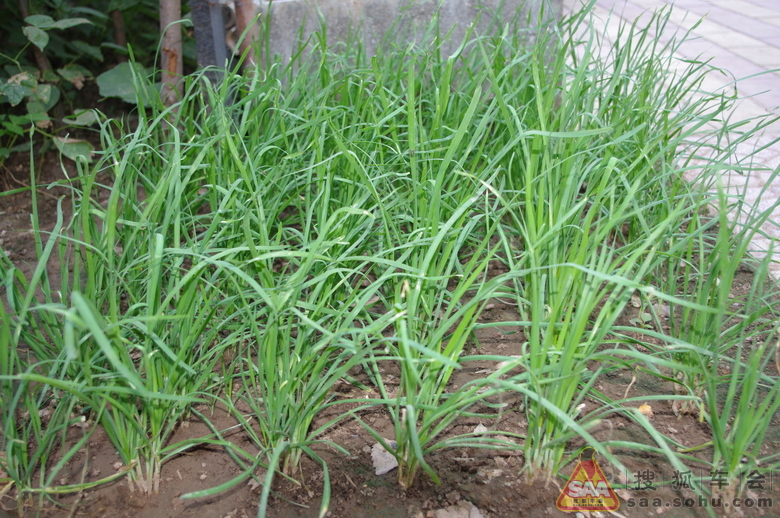 Img6377555_780.JPG