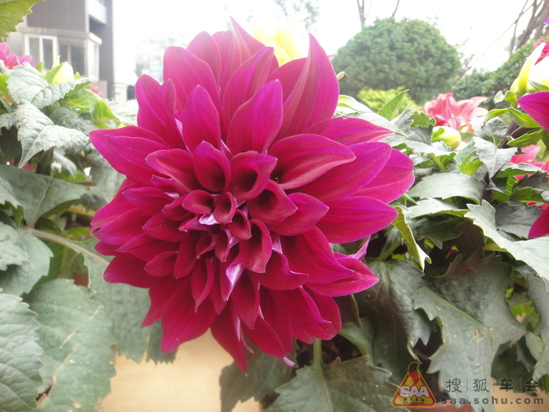 Img1494359_780.JPG