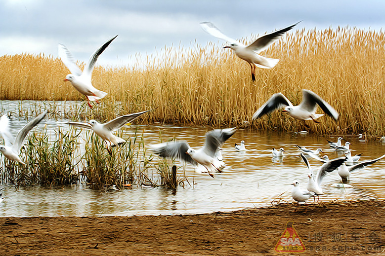 【大西北自驾游记】--内蒙额济纳居延海_北京