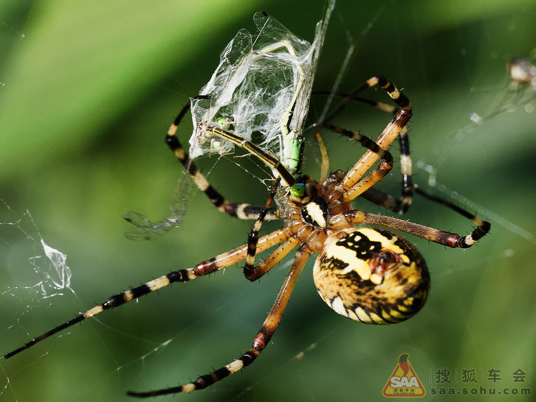 网猎王者--蜘蛛猎食全过程(微距)