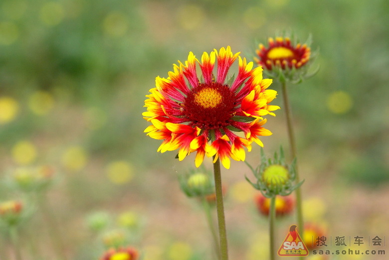 景深决定前后景虚化程度