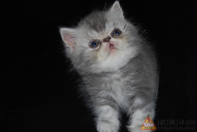 Img4948667_780.jpg