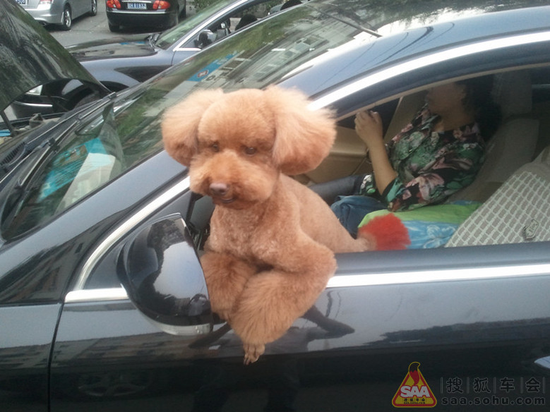 拯救小生命 - 迈腾-腾云社