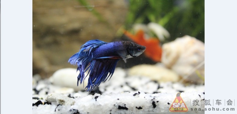 今天给鱼缸换了点水~冬天换水一定要注意啊 -