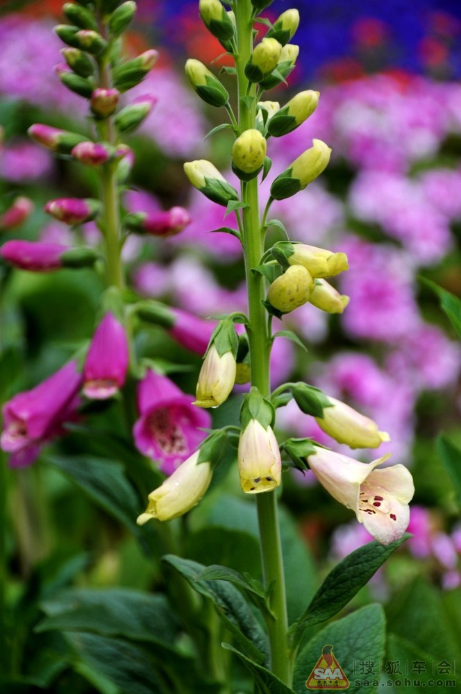 2013年11月02日打卡 鱼 花 美景_比亚迪车友会