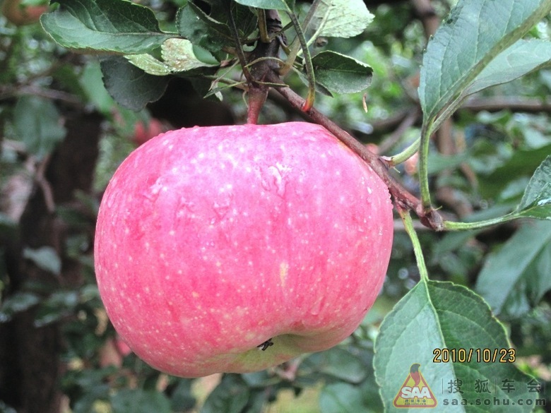 Img265275_780.JPG