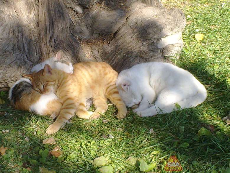 周三不收门票的大觉寺之游(手机版)_汽车60部