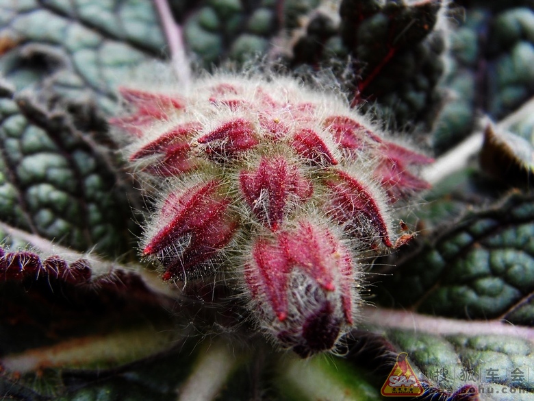 [原创]小喇叭开始广播《地黄花》 _挑战之旅