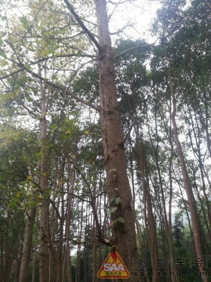 十一湖北荆门京山2日游-重生之旅_东风风神