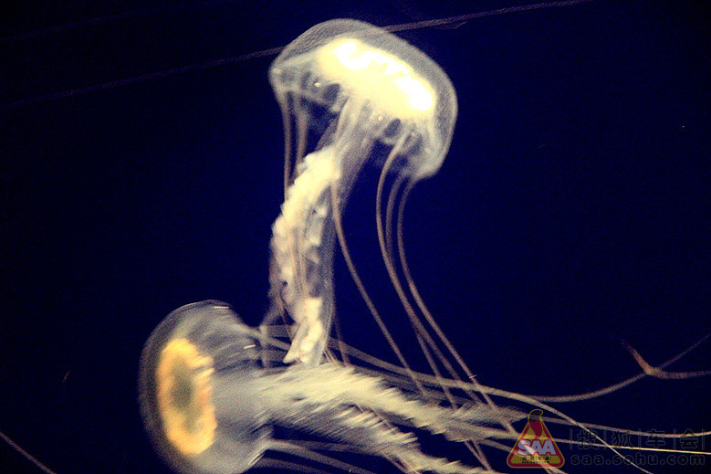 我和老伴经珠海坐船过伶仃洋到香港自由行--游