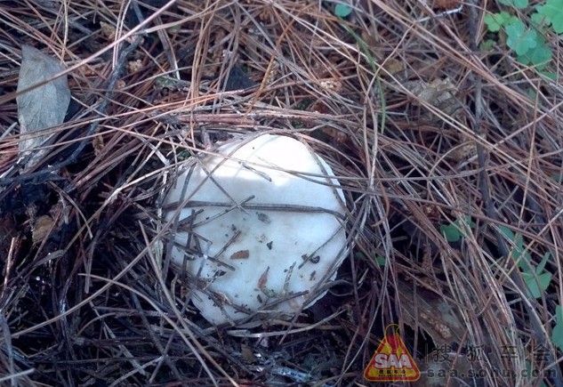 白的POLO提车1个月上作业 - Polo车友会